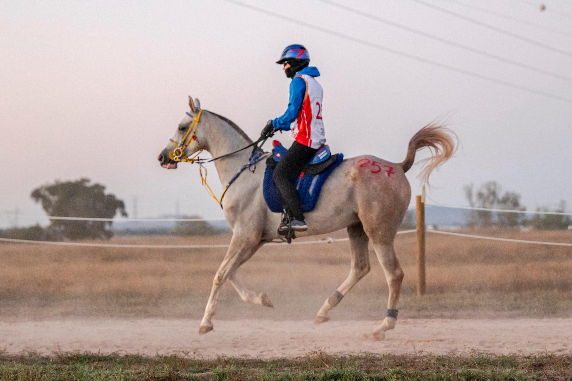 Grey endurance horse and rider in competition