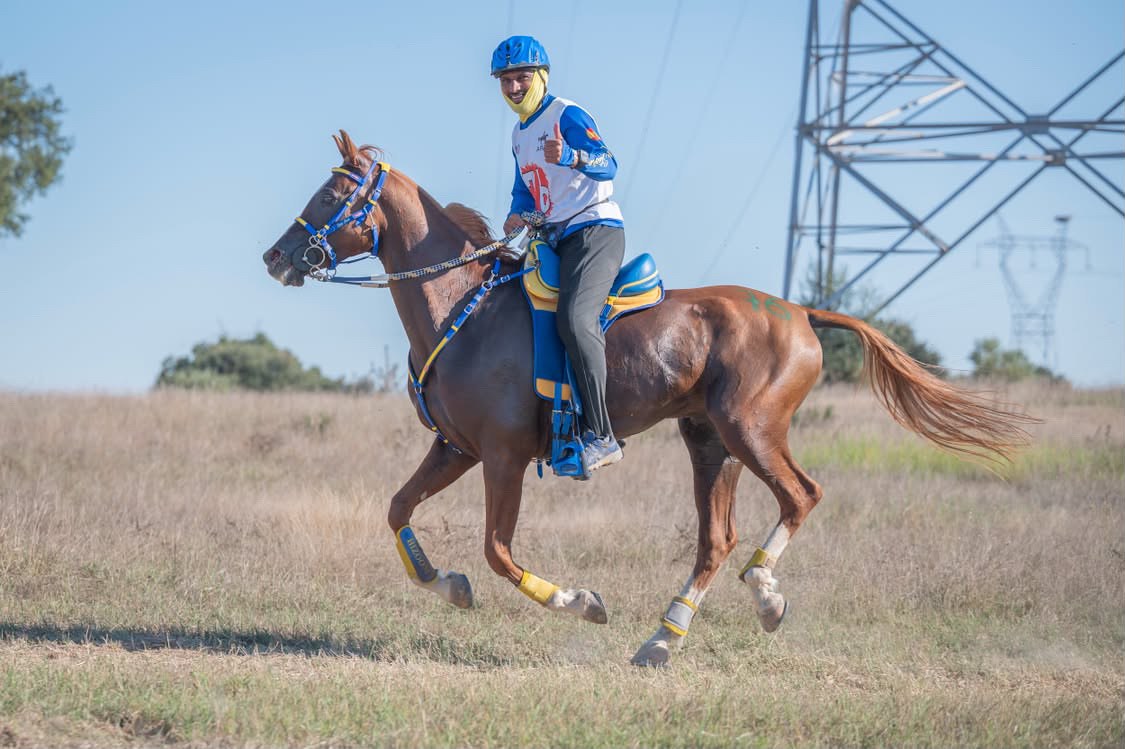 Chestnut endurance horse and rider competing