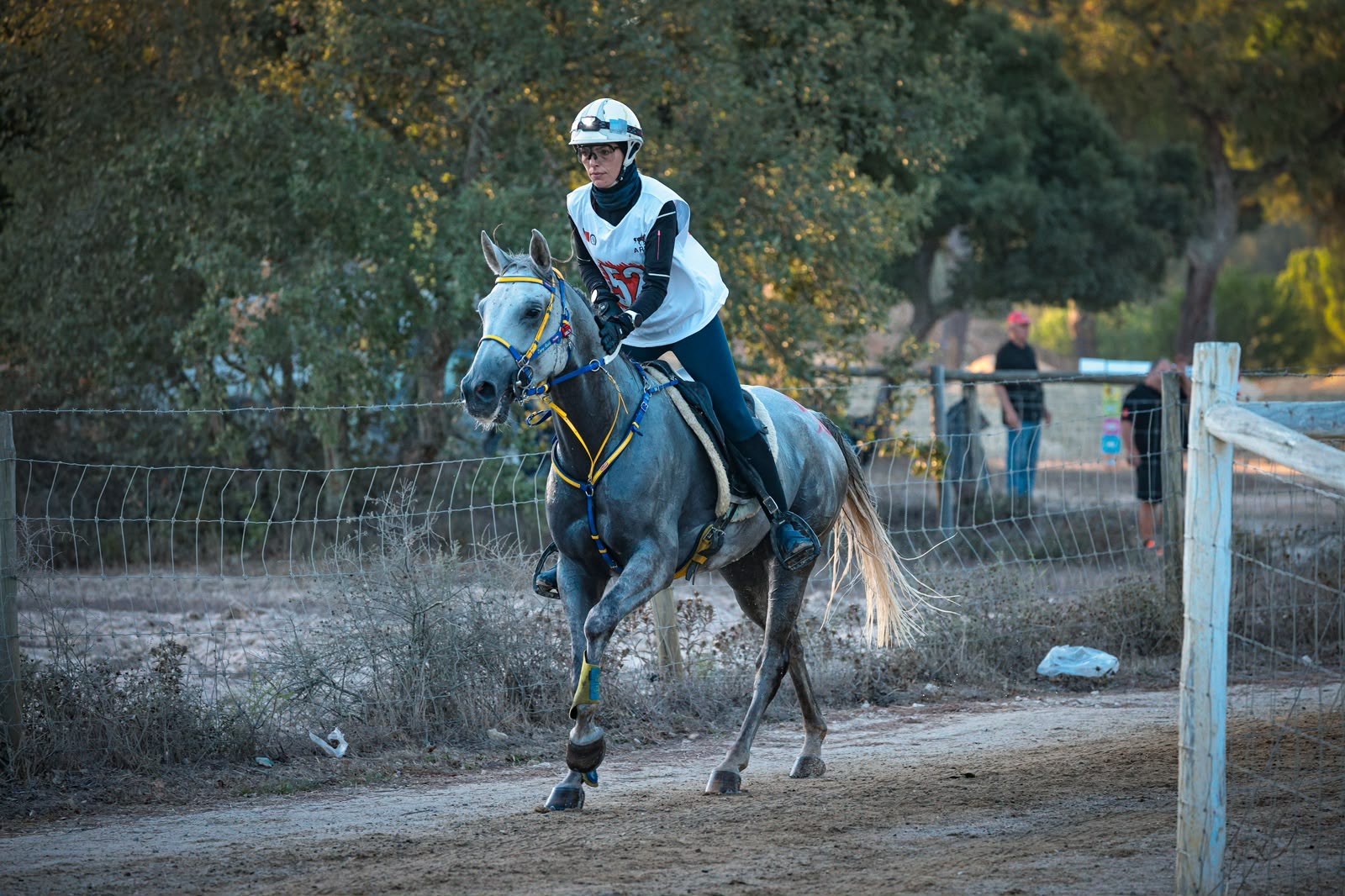 Grey endurance horse competing on track