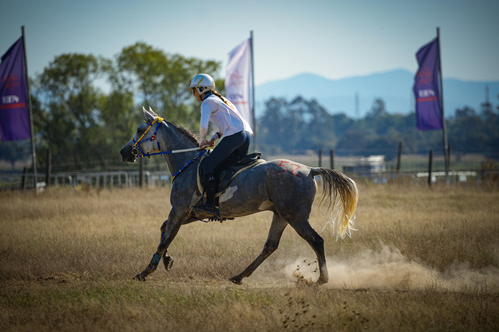 Grey endurance horse and rider in international competition