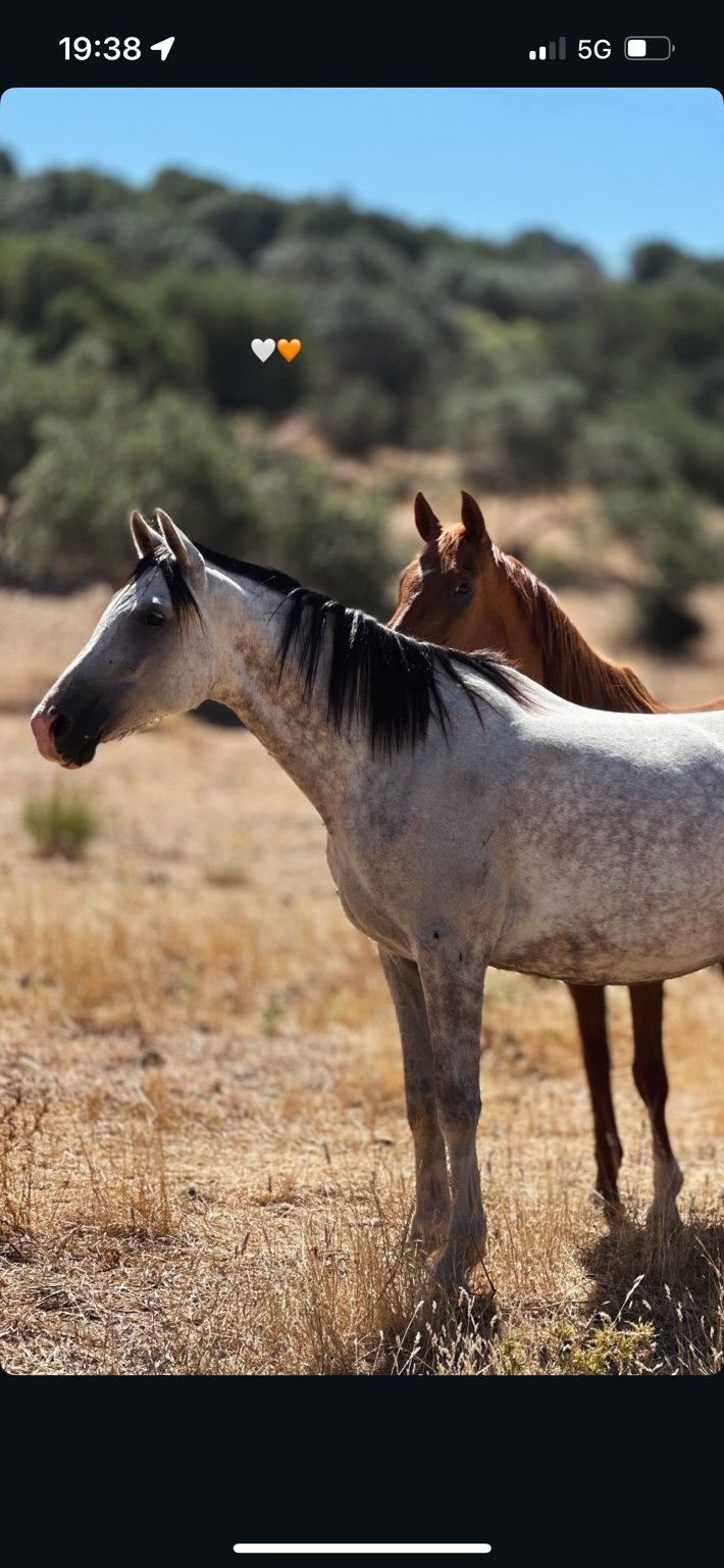 Endurance horses living outdoors at Enjoy Endurance