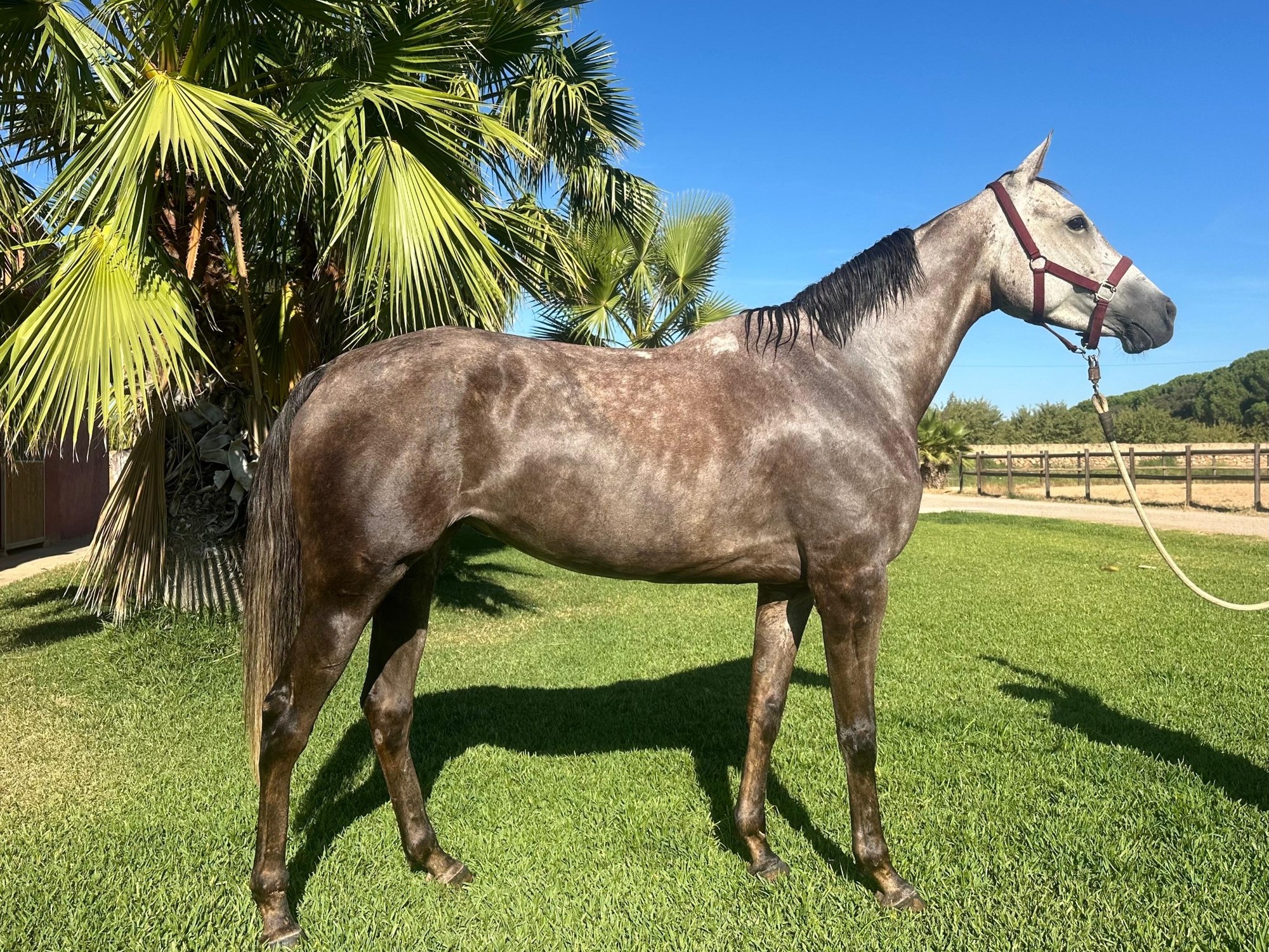 Grey endurance horse in side profile at Enjoy Endurance