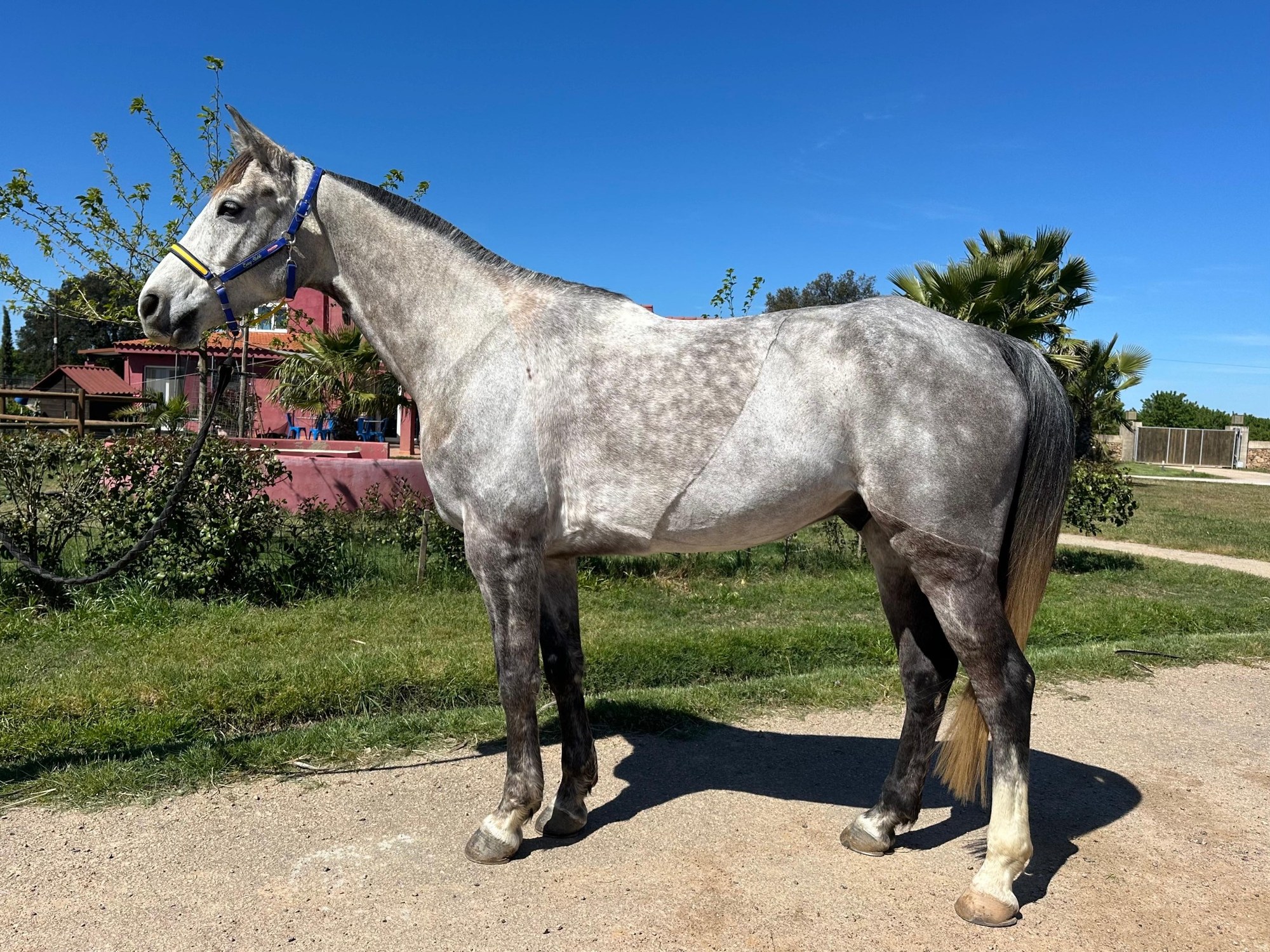 Grey endurance horse at Enjoy Endurance in Badajoz