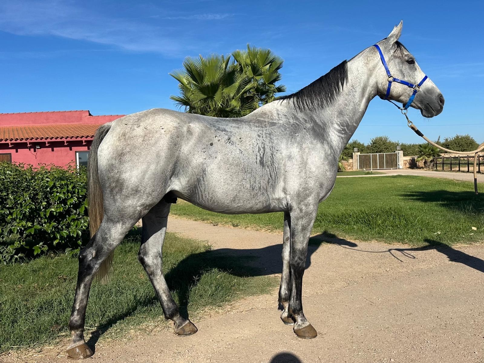 Grey horse in training at Enjoy Endurance