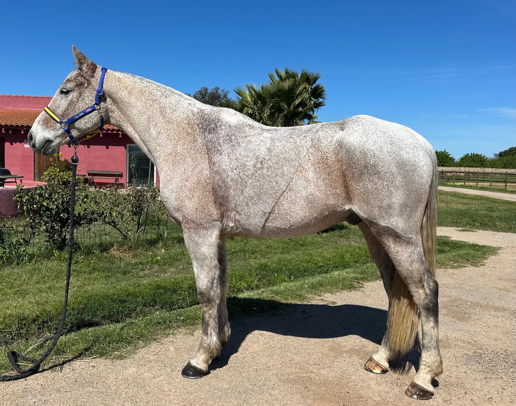 Dapple grey endurance horse at Enjoy Endurance
