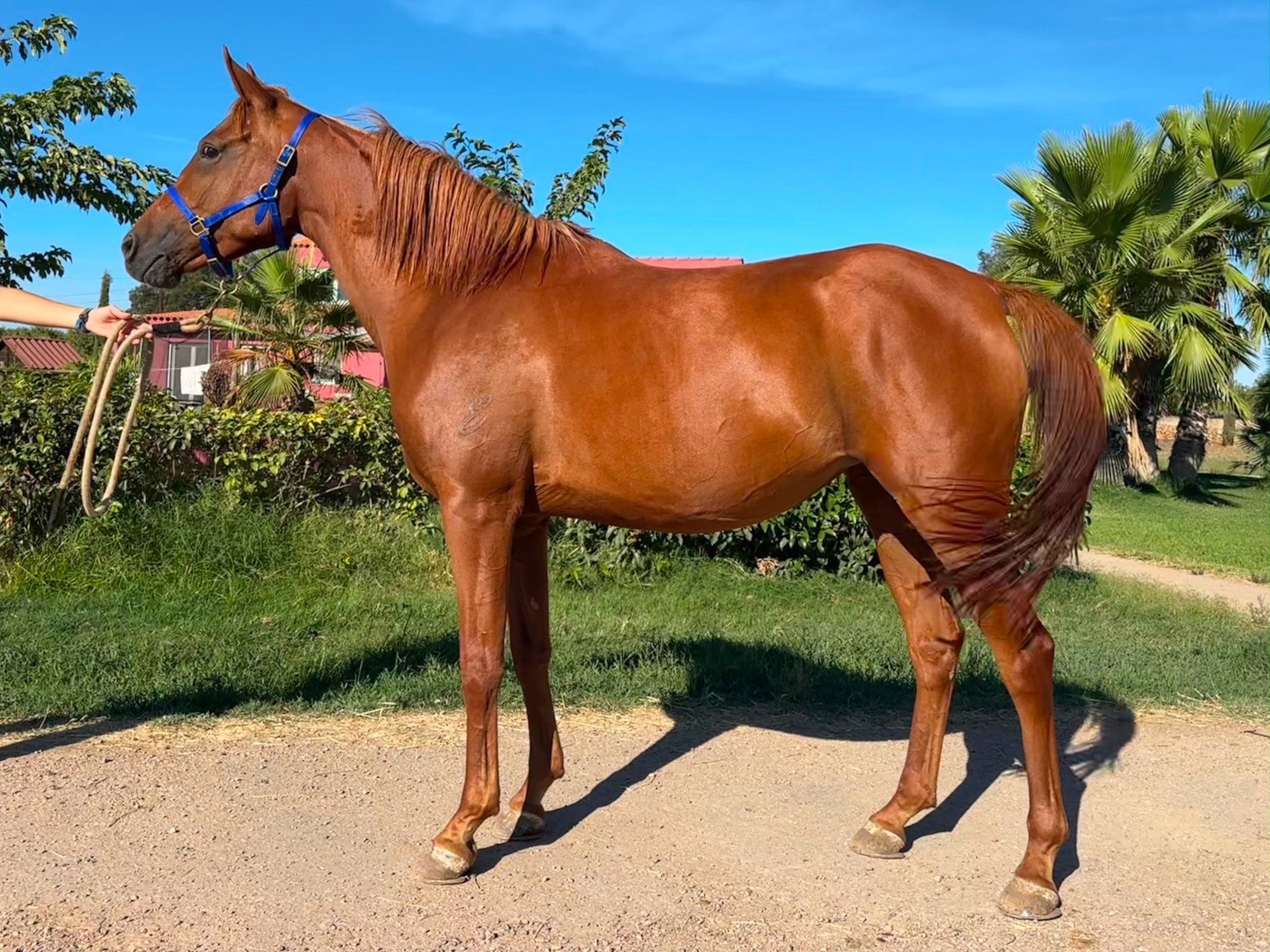 Chestnut endurance horse in side profile at Enjoy Endurance