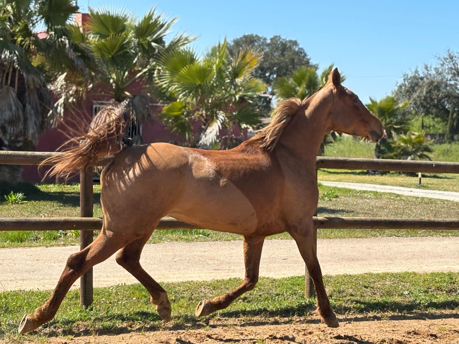 Arabian endurance horse in training at Enjoy Endurance Stables