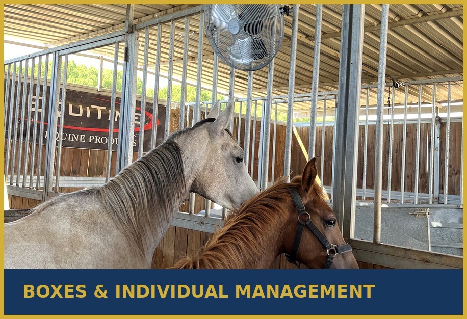 Horse boxes and individual management at Enjoy Endurance