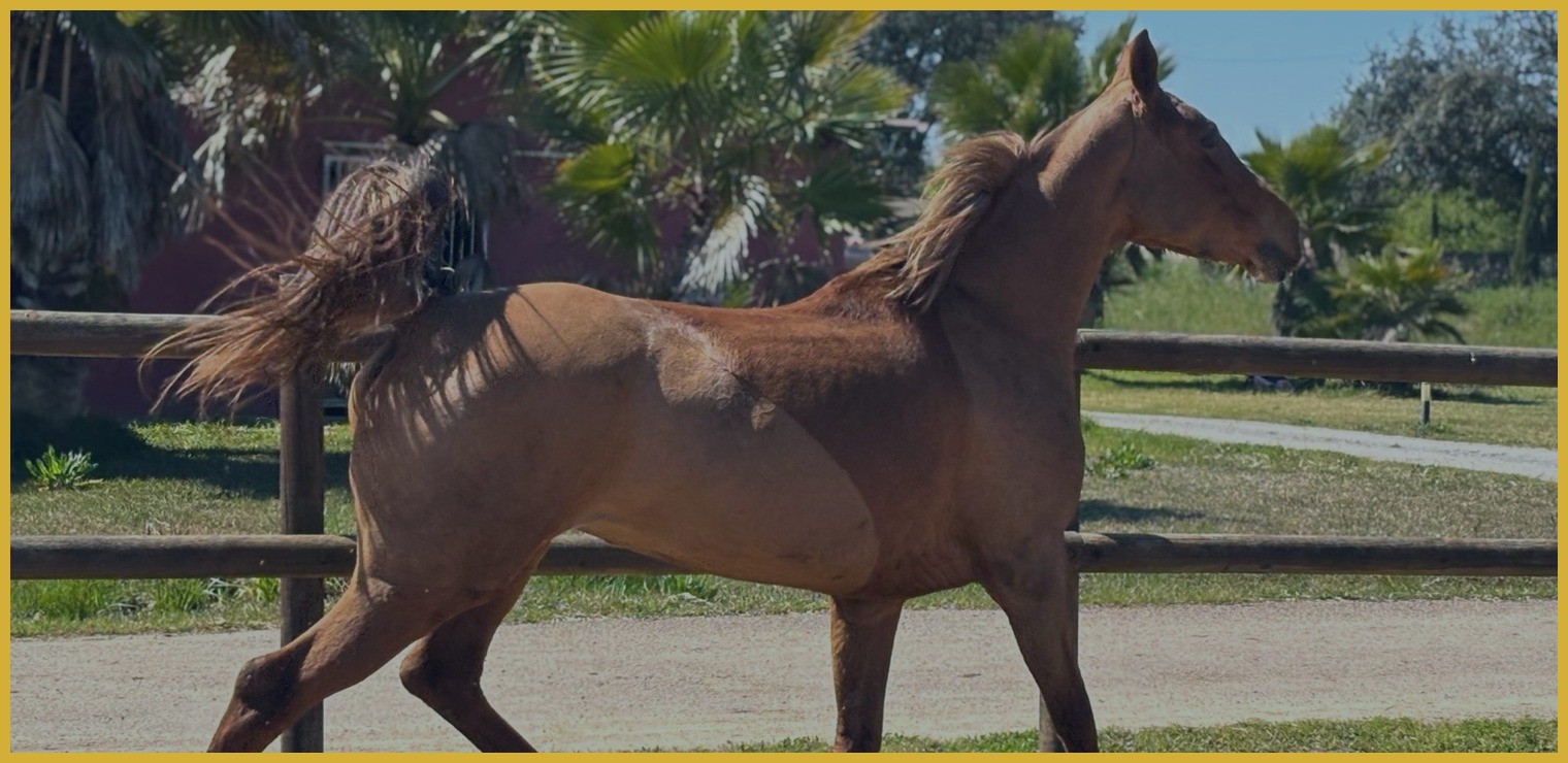 Endurance horse at Enjoy Endurance