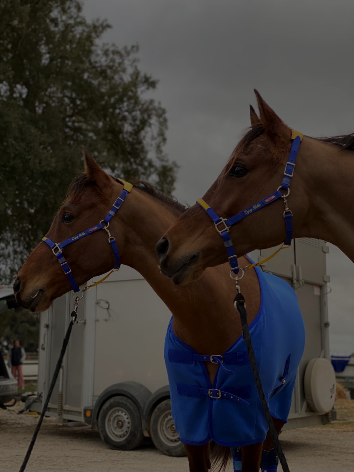 Endurance horses at Enjoy Endurance
